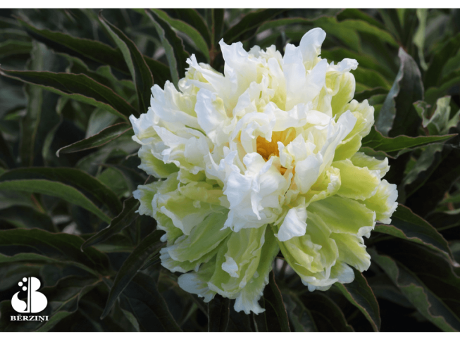 Paeonia lactiflora   'Green Halo'